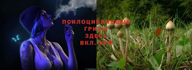 Галлюциногенные грибы Psilocybe  мега   Ершов  закладки 